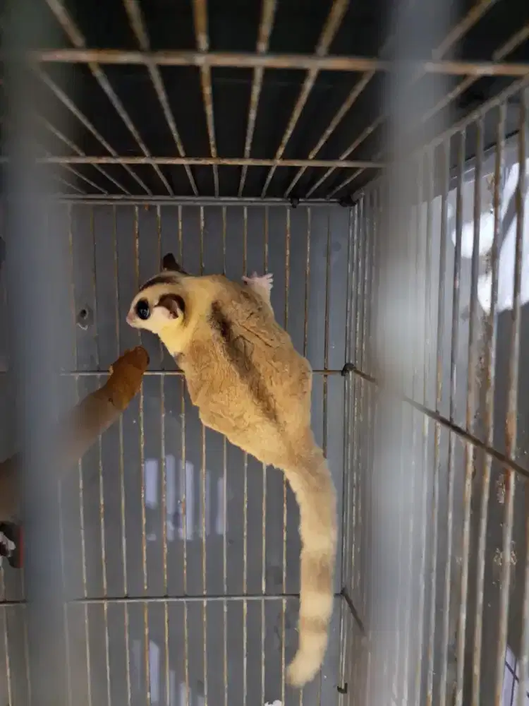 Sugar Glider Mozaik Ringtail Betina