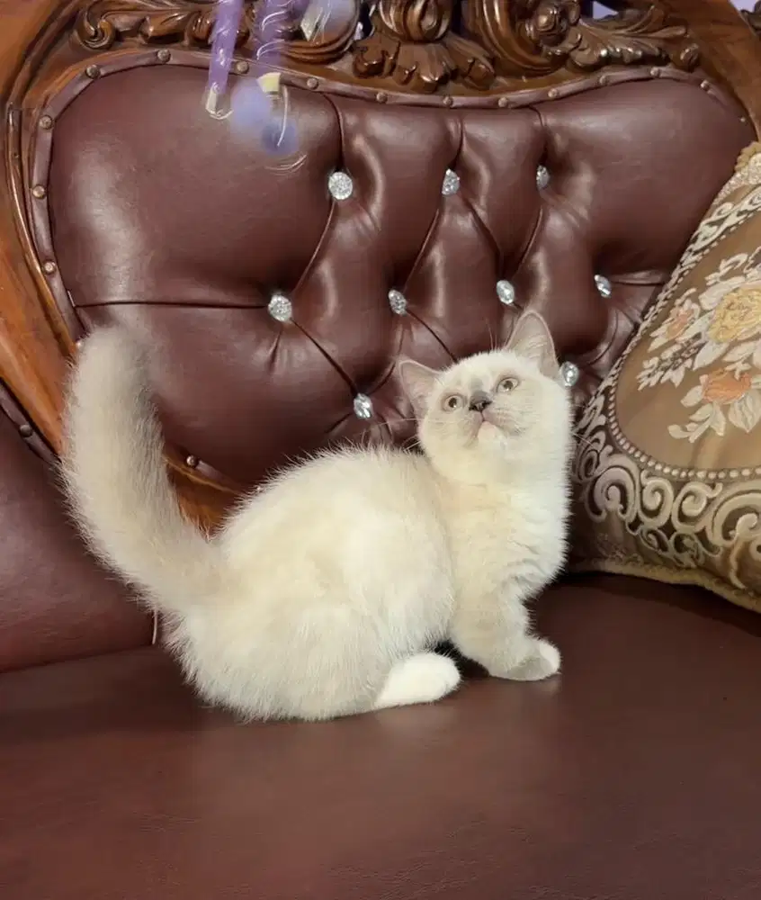 KUCING MUNCHKIN CEBOL KAKI PENDEK