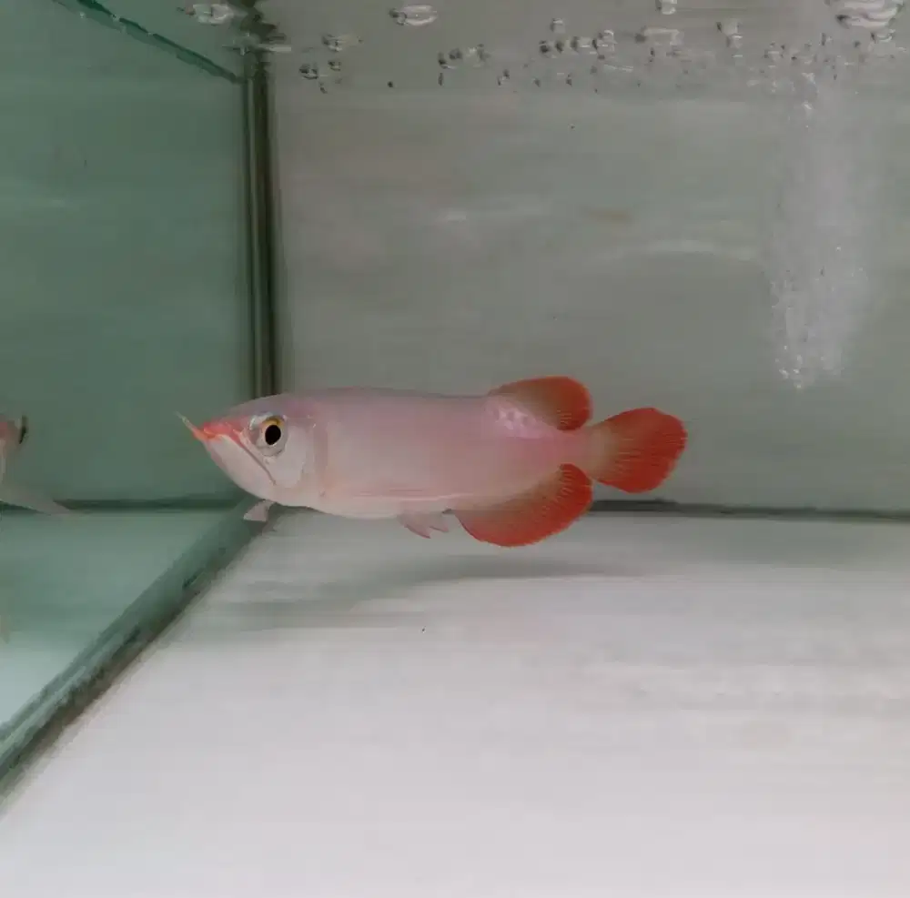 ikan arwarna super red bahan ajip