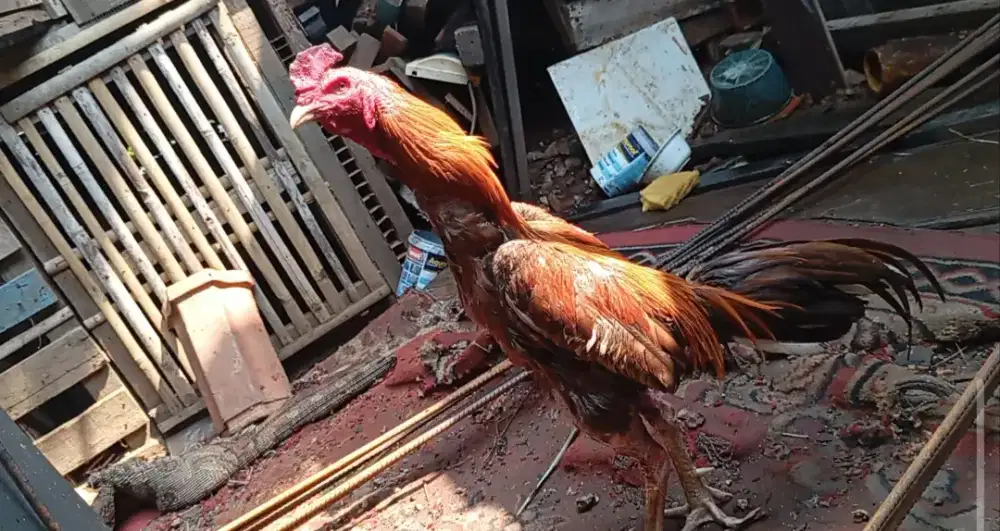 Ayam Bangkok klasik jalu