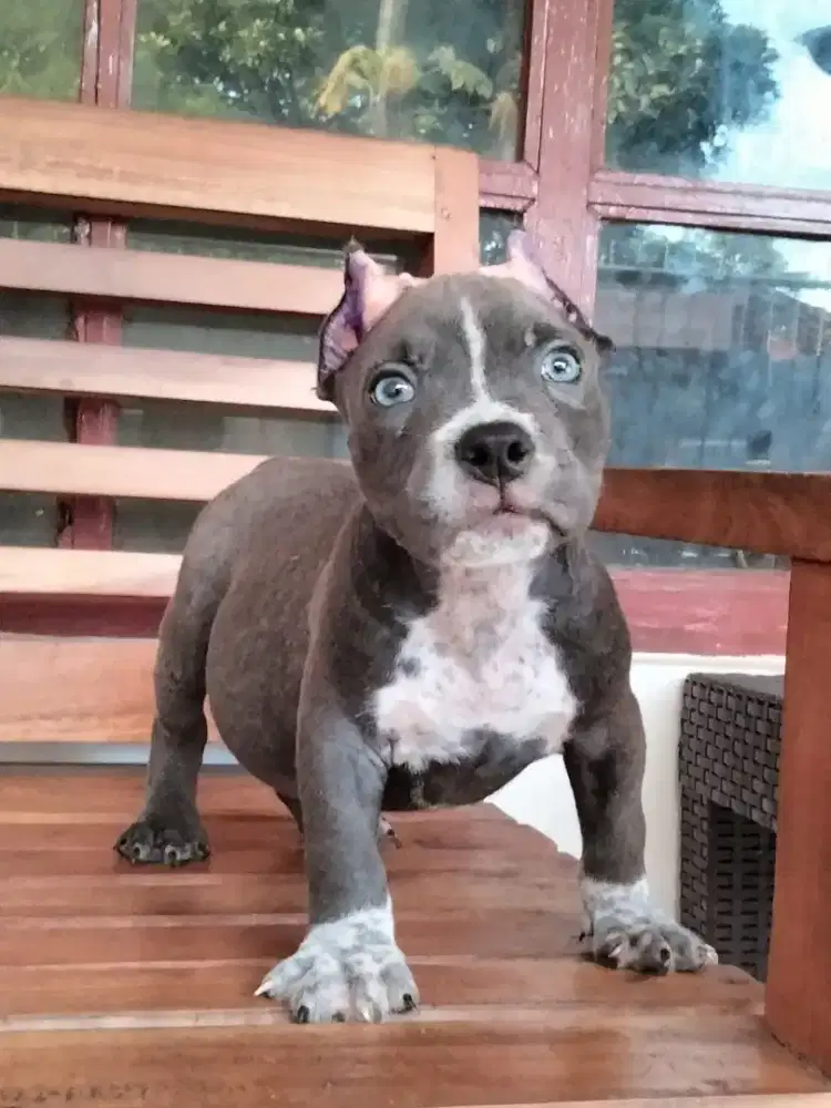 Anjing American Bully