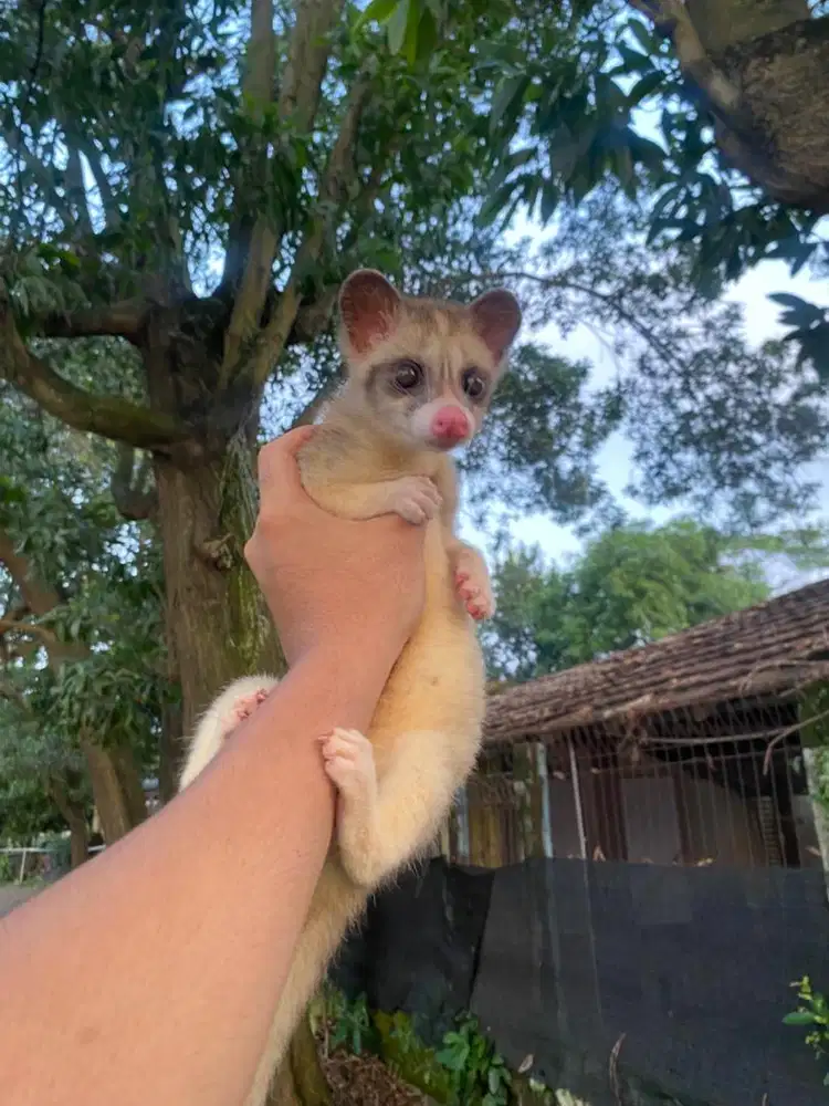 Musang Pandan Platmoz