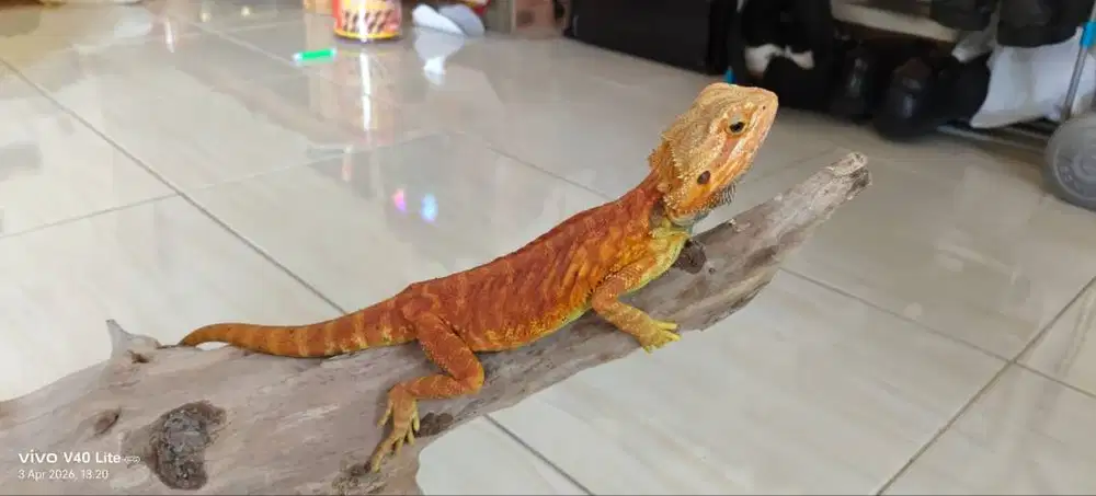 BD Bearded Dragon