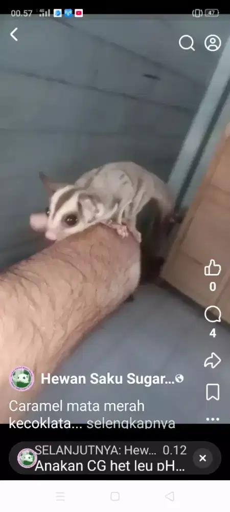 Sugar Glider Classic Gray Het Leu