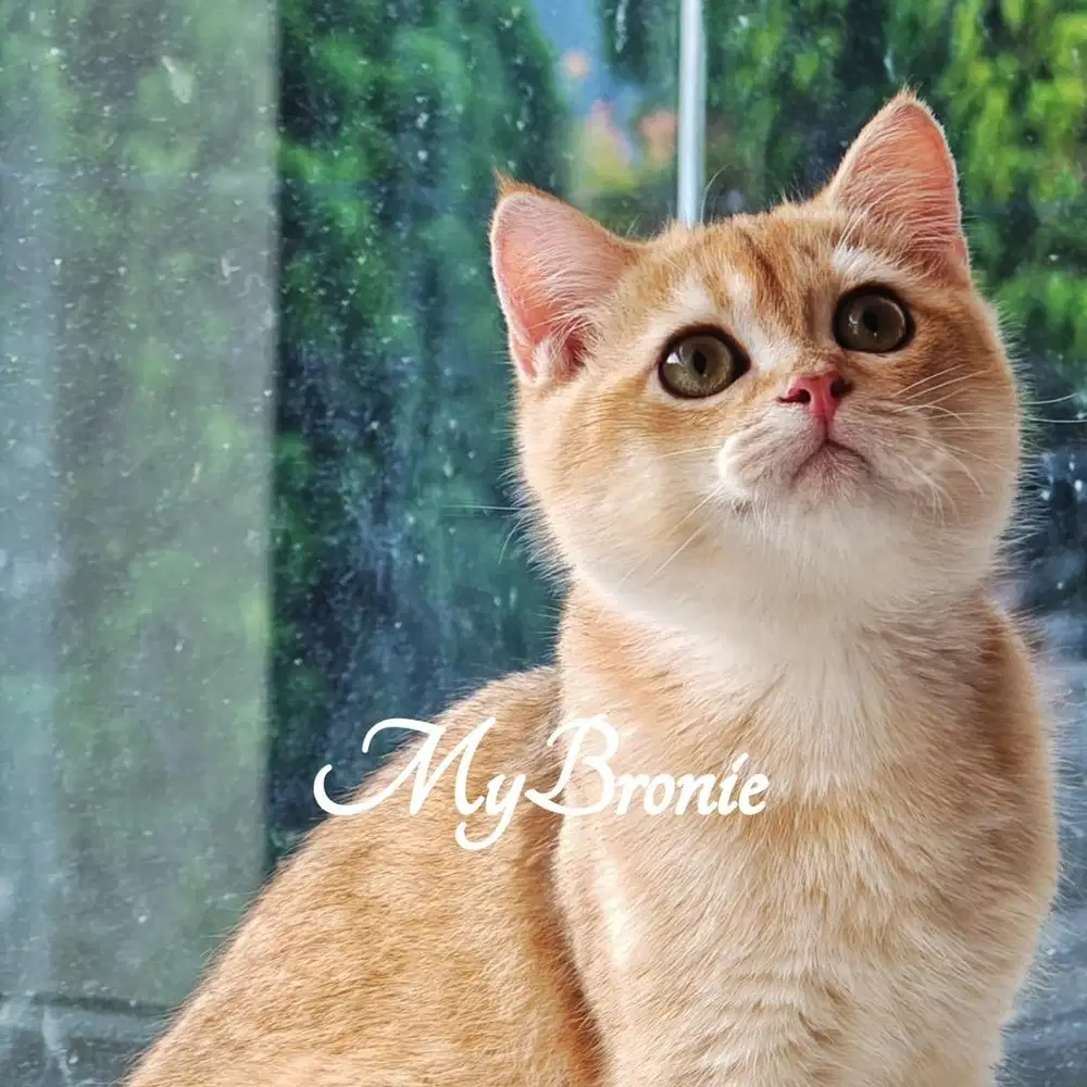 Kucing british shorthair golden ny12
