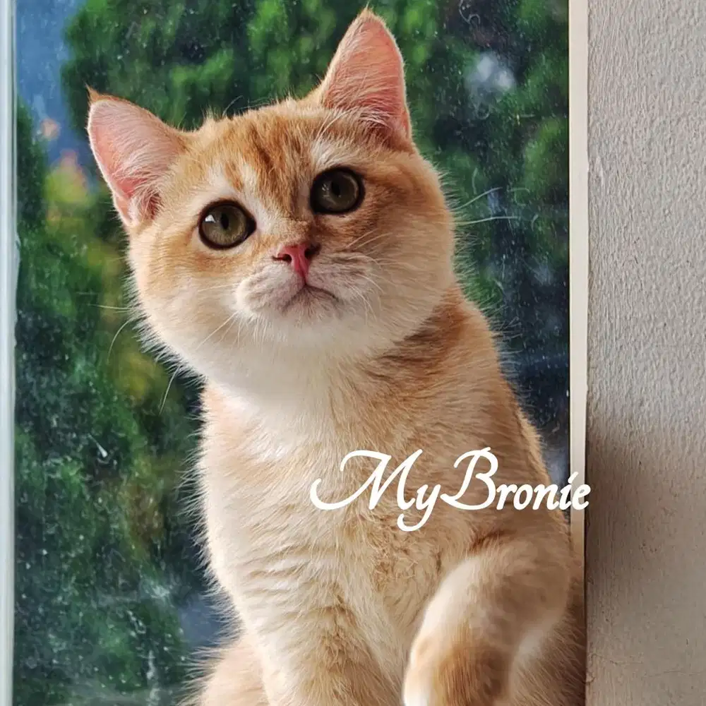 Kucing british shorthair golden ny12