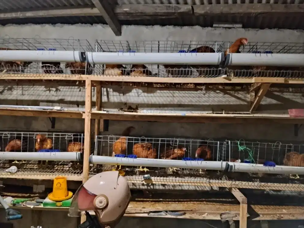 Di jual karna tetangga komplen Ayam petelur umur 16-18 minggu asli