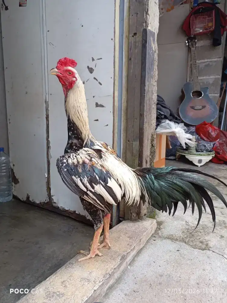Dijual ayam Pama Kuda lari Line Ninja Mesuwan