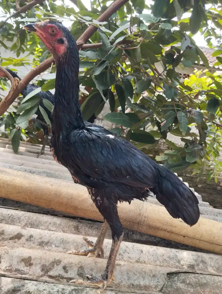Dijual Betina muda Pakhoy Blackbull