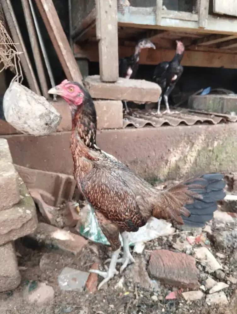 Dijual 2 Betina Pama Ninja x Pama Mr. Tik