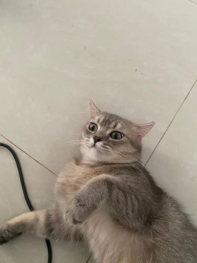 BSH GOLDEN BLUE