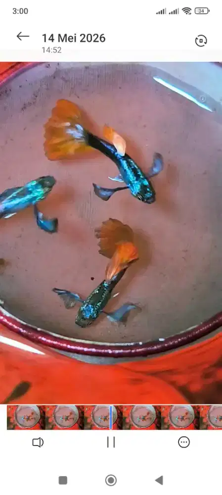 Sepasang Guppy platinum red tail big ear (PRTBE)