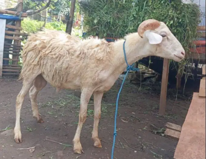 domba jantan 35kiloUP timbang hidup siap hewan qurban 2026 jamin puas