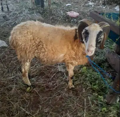 domba jantan 35kiloUP timbang hidup siap hewan qurban 2026 jamin puas