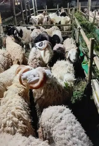 domba jantan 35kiloUP timbang hidup siap hewan qurban murmer ekonomis