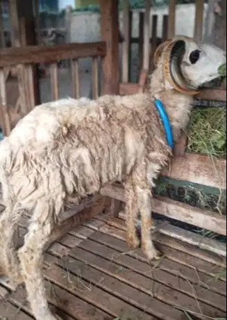 domba jantan 35kiloUP timbang hidup siap hewan qurban murmer ekonomis