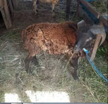 domba qurban 35kiloan jantan siap hewan kurban terbaik timbang hidup