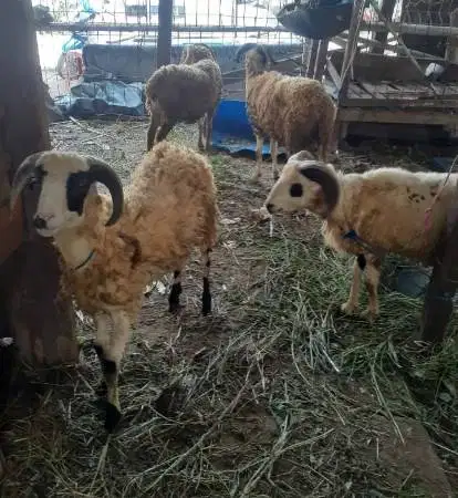 domba jantan 35kiloUP siap hewan kurban murmer timbang hidup jamin top