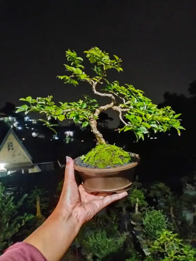 Bonsai Anggur Brazil