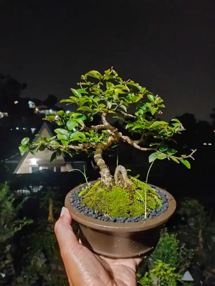 Bonsai Anggur Brazil Small
