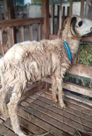 domba qurban 35kiloUP siap domba kurban 2026 timbang hidup jamin puas