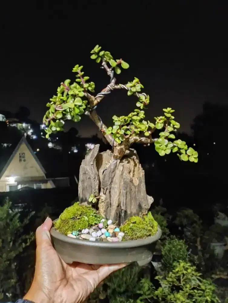Bonsai Jade Plant