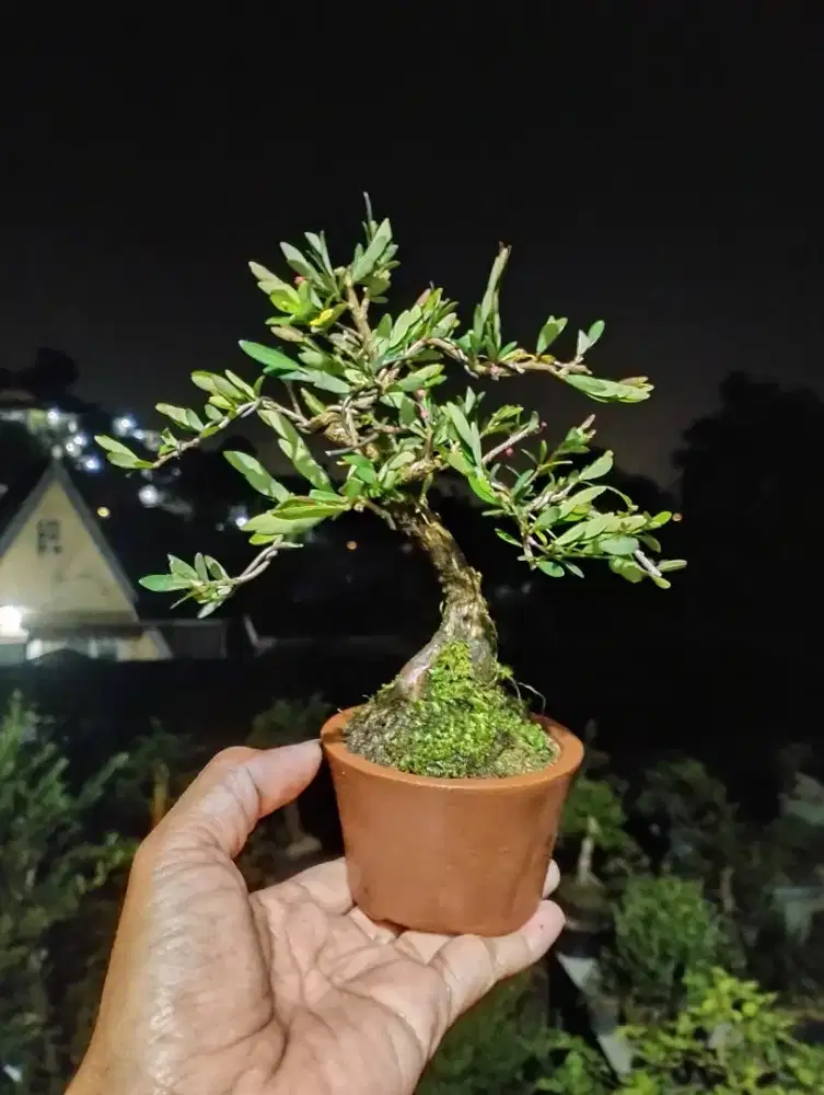 Bonsai mame cendrawasih
