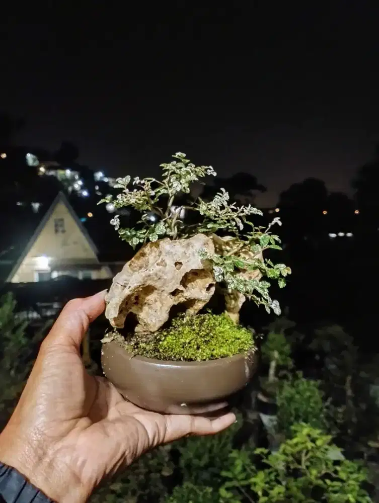 Bonsai mame Ulmus varigata
