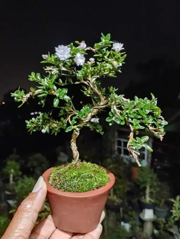 Bonsai Seribu Bintang