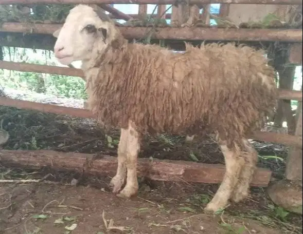 domba qurban 35kiloUP siap hewan kurban 2026 timbang hidup 1 tahunan