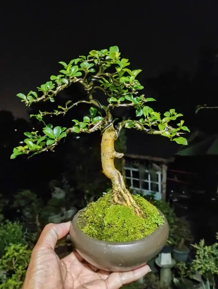 Bonsai kaliage small