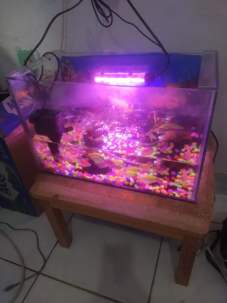 Aquarium bening terpercaya