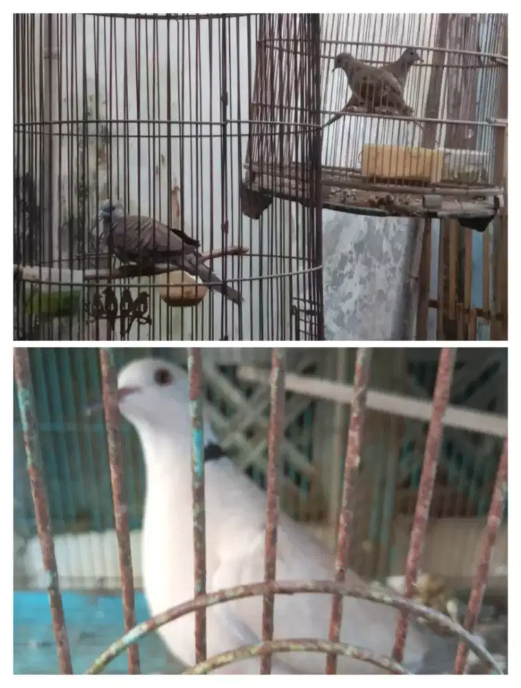 Di jual burung puter,perkutut borongan plus k murmer