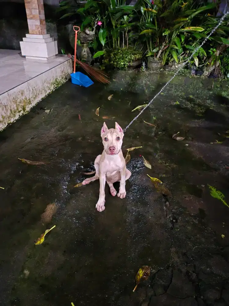 pitbull betina 3.5 bulan sudah vaksin kupir