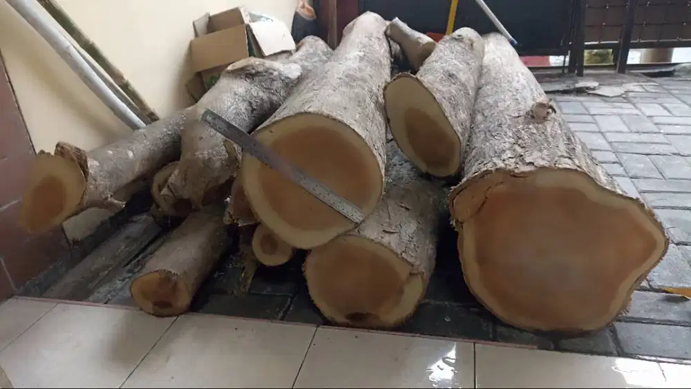 KAYU JATI KEBUN