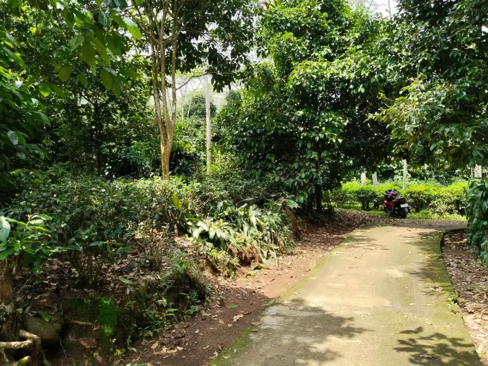 JANGAN LEWATKAN! Tanah Kebun Subur Akses Mobil di Wanayasa Purwakarta