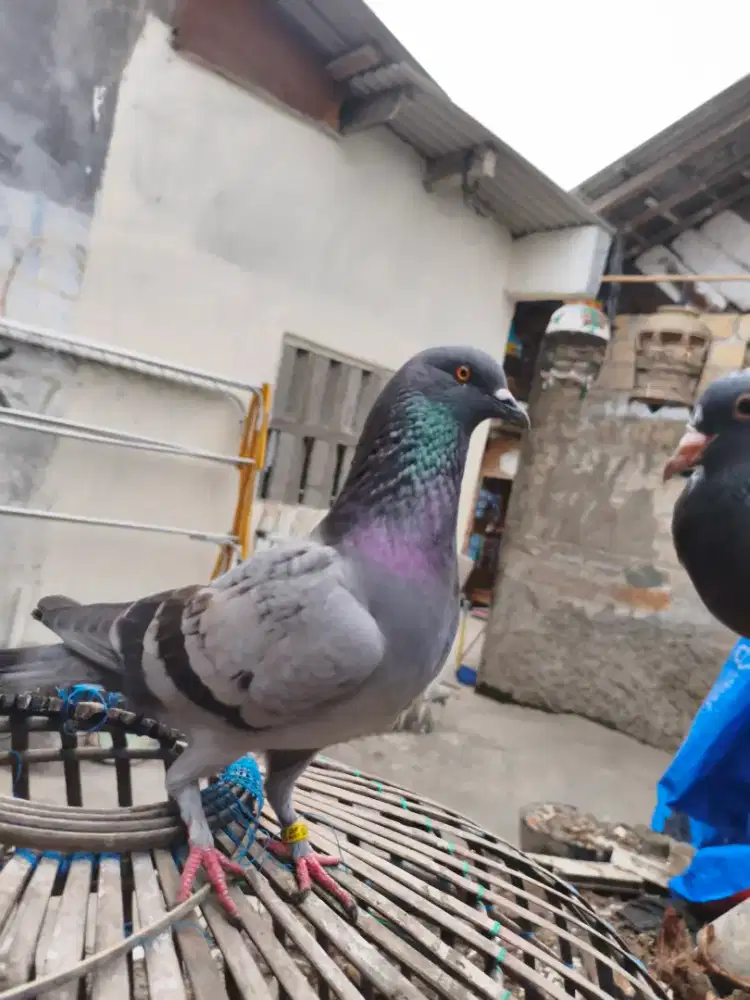 Merpati kolong kualitas baik