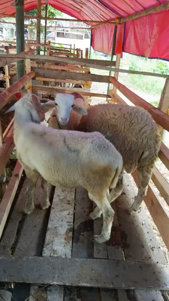 Type c qurban sadulur