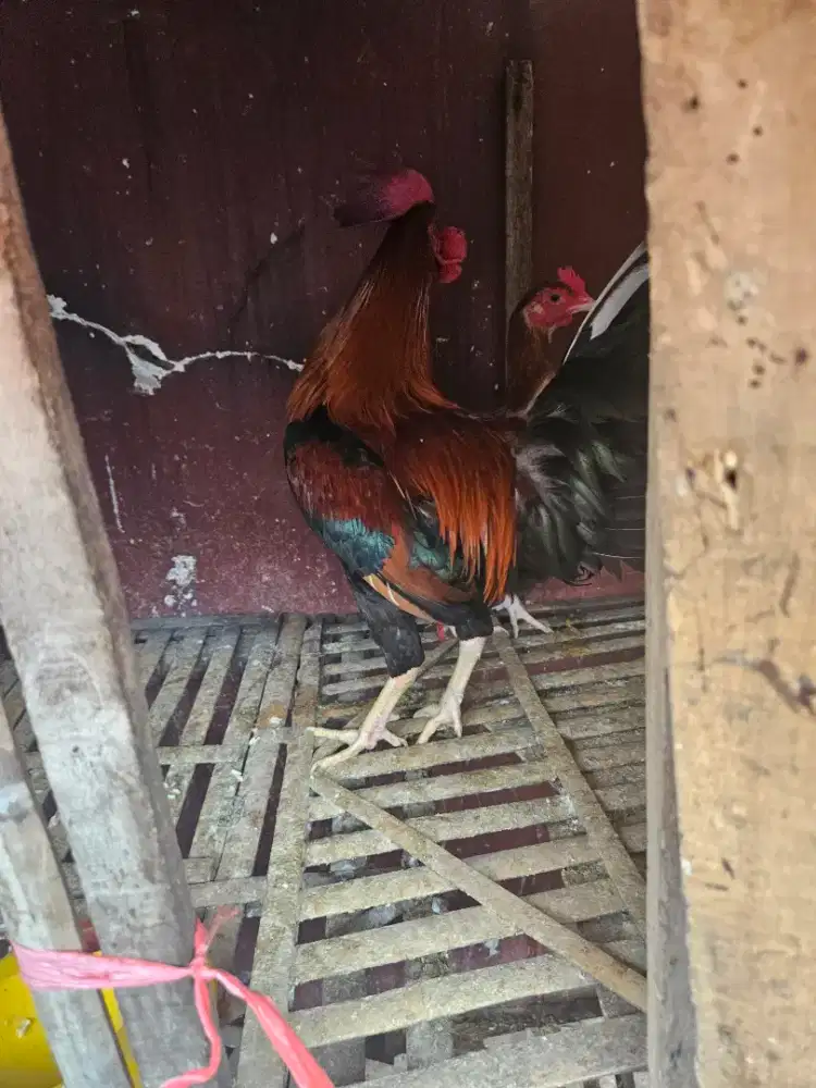Jual ayam kampung dan ayam kate,ayam ketawa