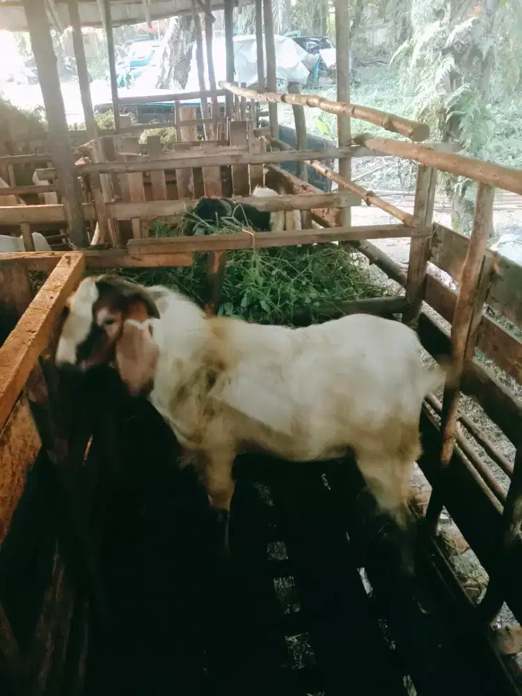 Menyediakan Kambing Hewan Qurban