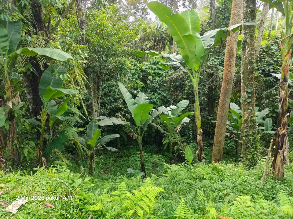 Tanah Zona Kuning 30 Menit dari Central Ubud Bali - Thumbnail 3