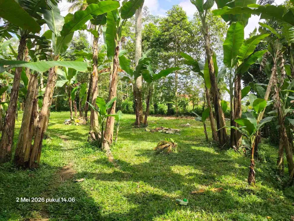 Tanah Zona Kuning Non LSD di Tegallalang Gianyar Bali
