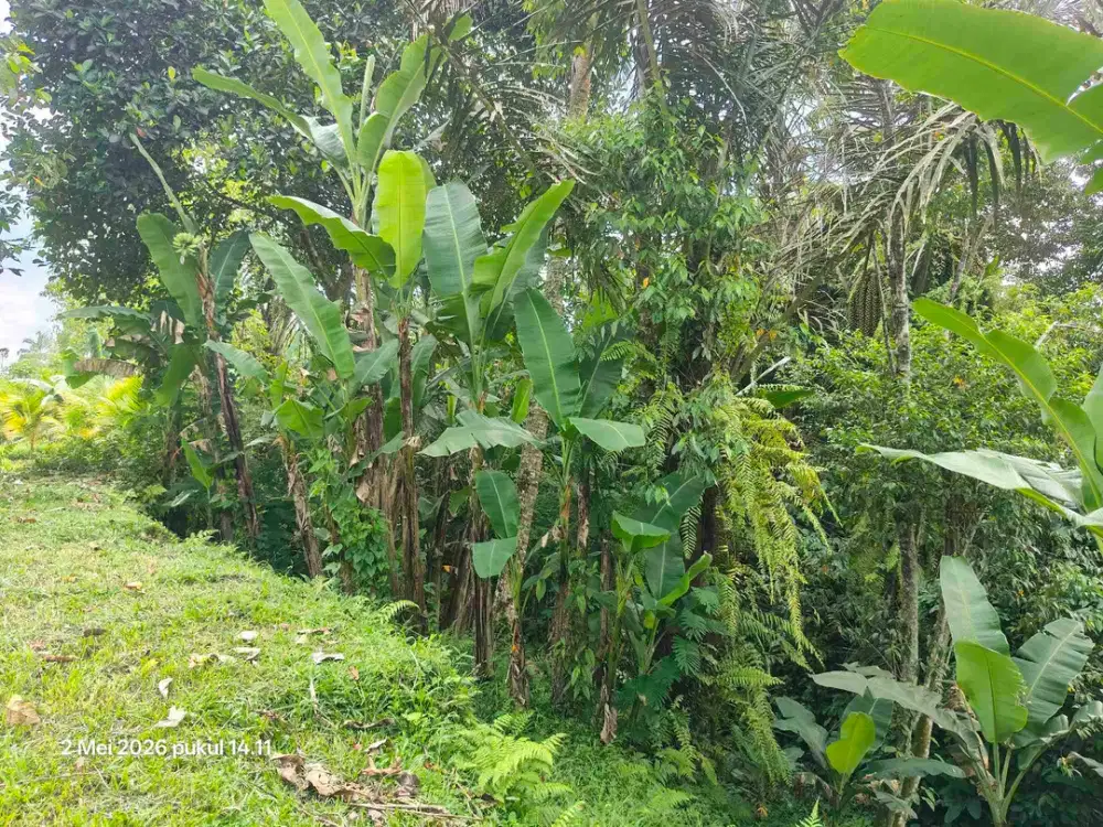 Tanah Zona Kuning 30 Menit dari Central Ubud Bali - Thumbnail 2