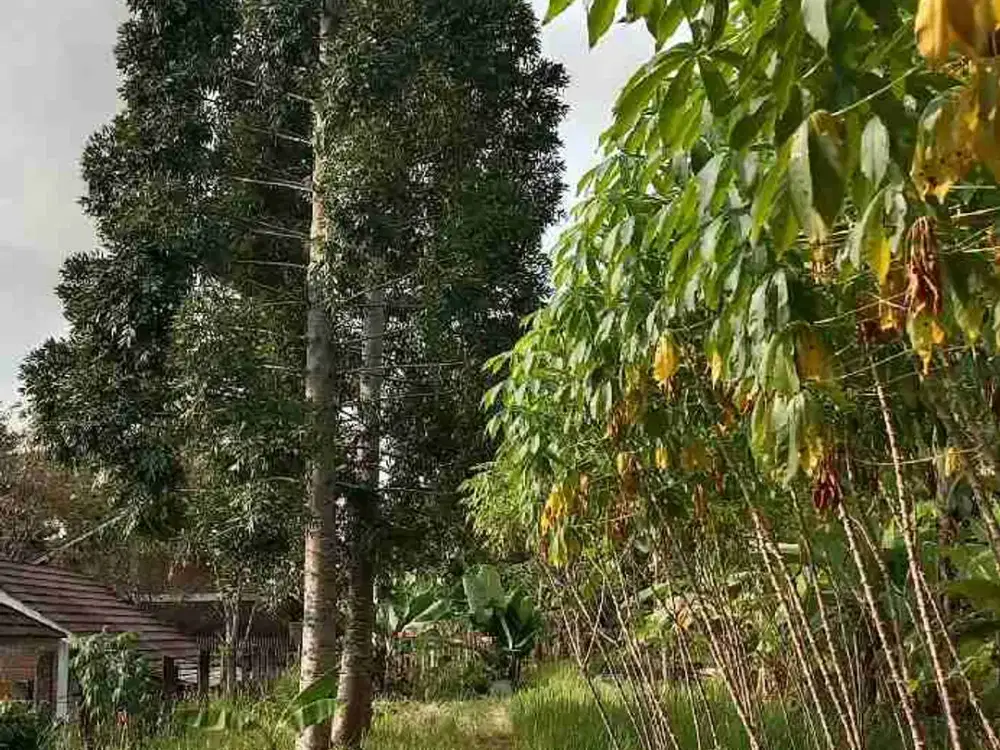 TANAH 1,1 HEKTAR DI PANCAWATI CARINGIN BOGOR DEKAT DAONG HUTAN PINUS