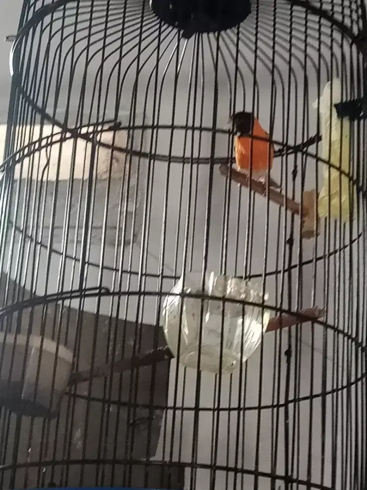 Jual burung red siskin klasik jantan dan betina
