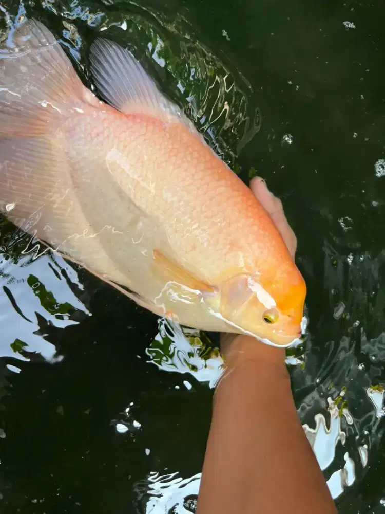 Ikan gurame padang Calon indukan Siap pijah