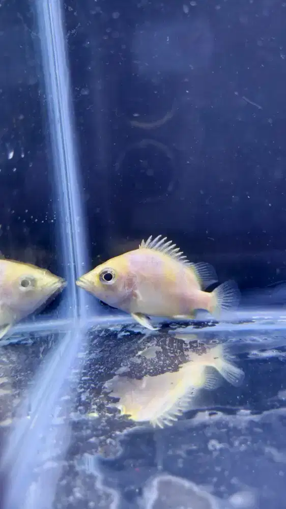 Ikan Unik Kelainan Xanthic