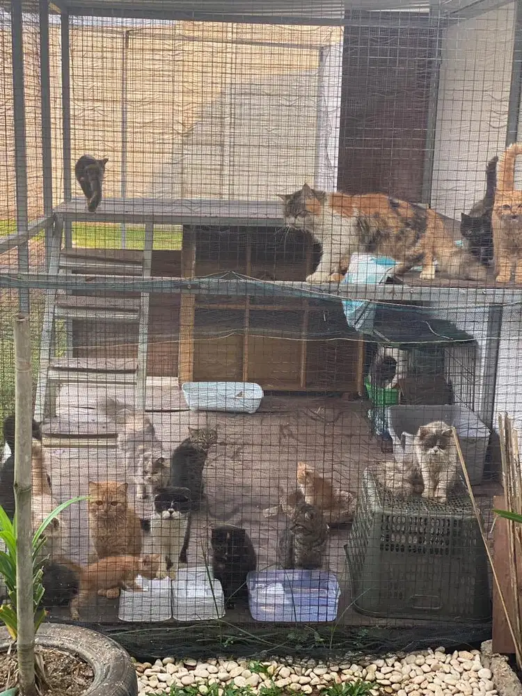 Open adop kucing lucu