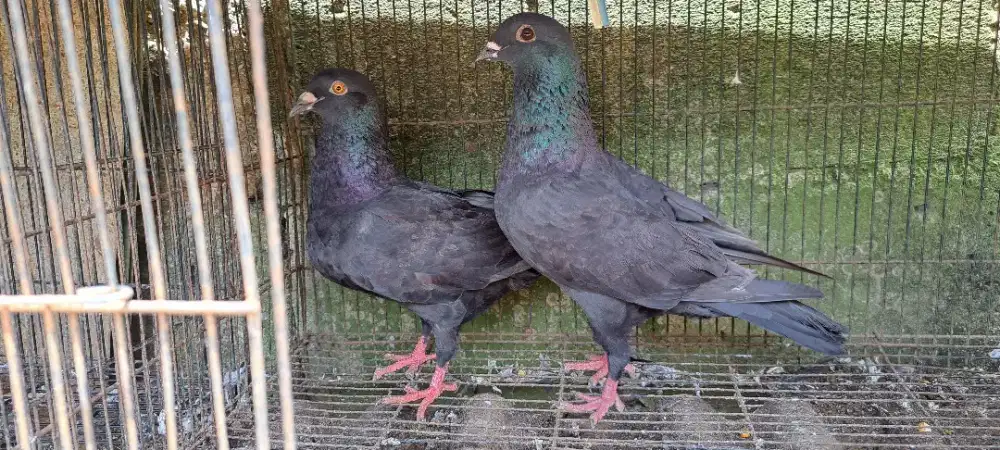 Burung pos racing