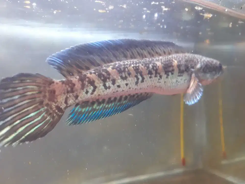 channa auranti 13 -14cm